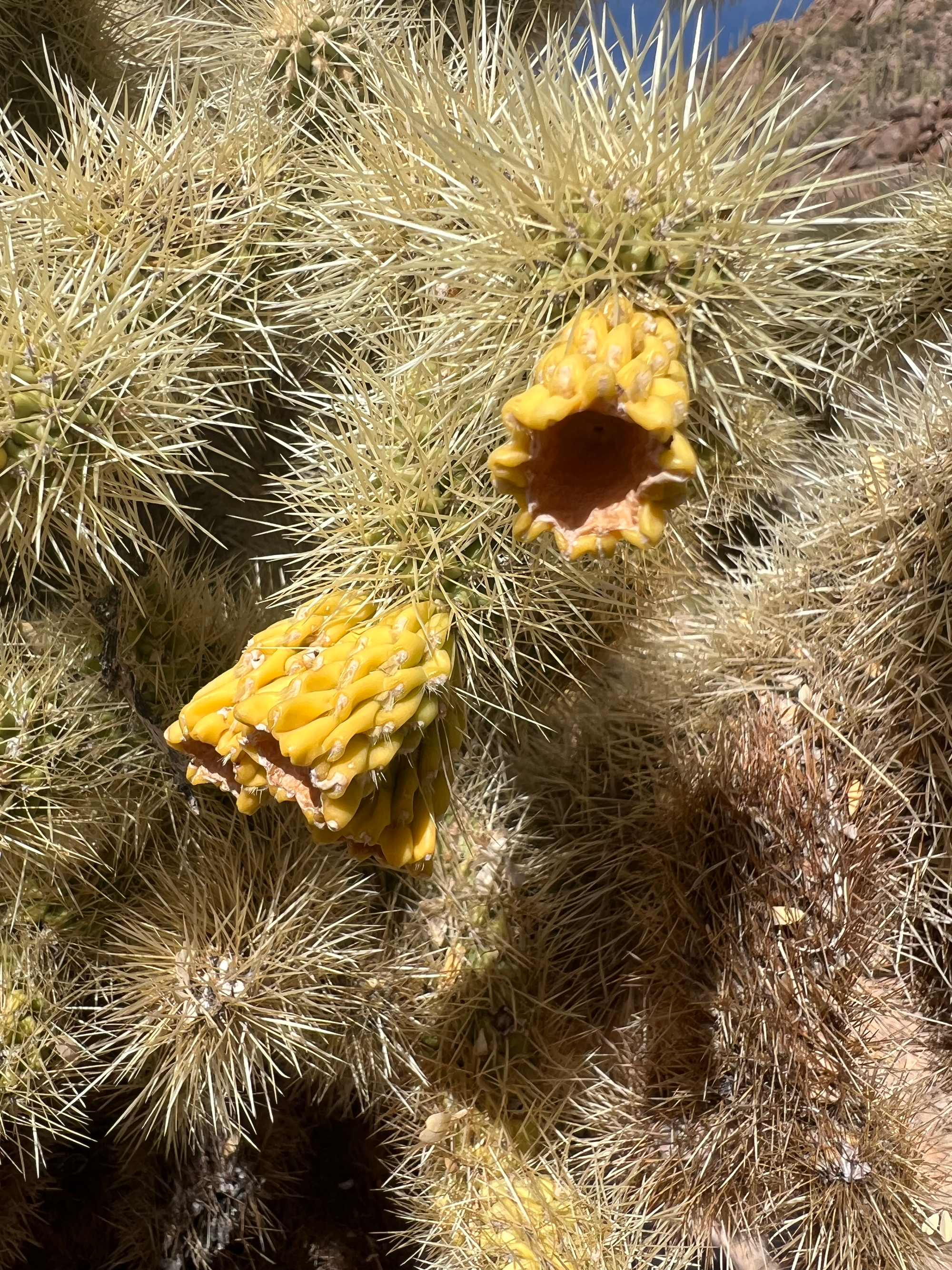 Saguaro National Park (Tucson Mountain District)