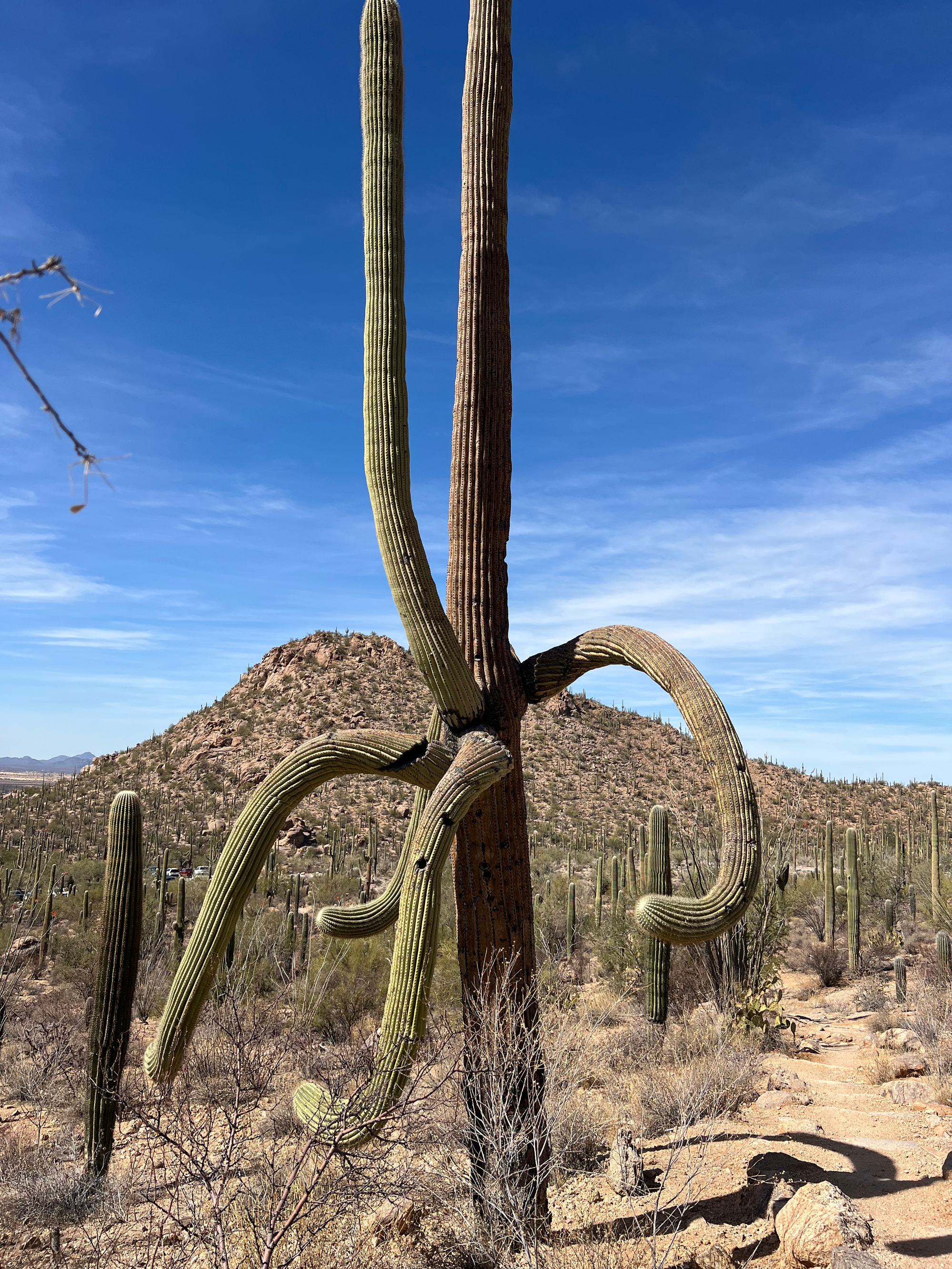 Saguaro National Park (Tucson Mountain District)