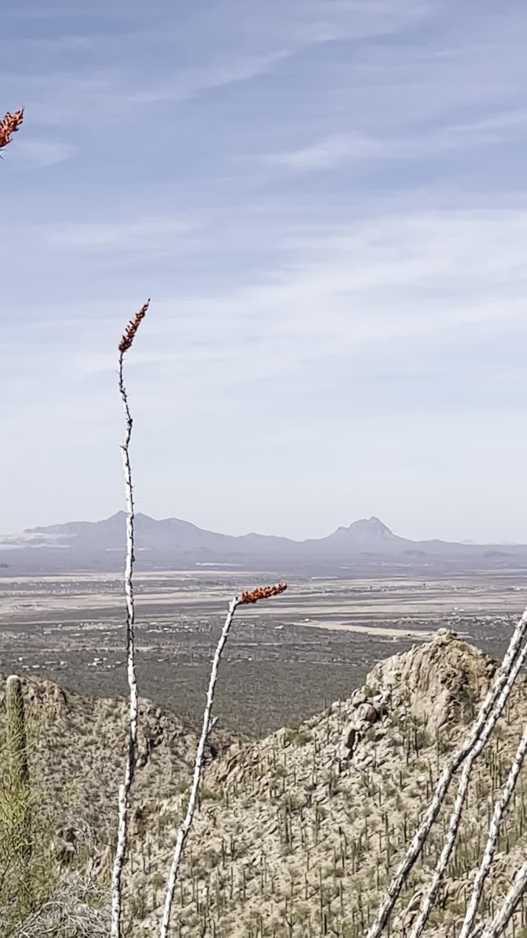 Saguaro National Park (Tucson Mountain District)