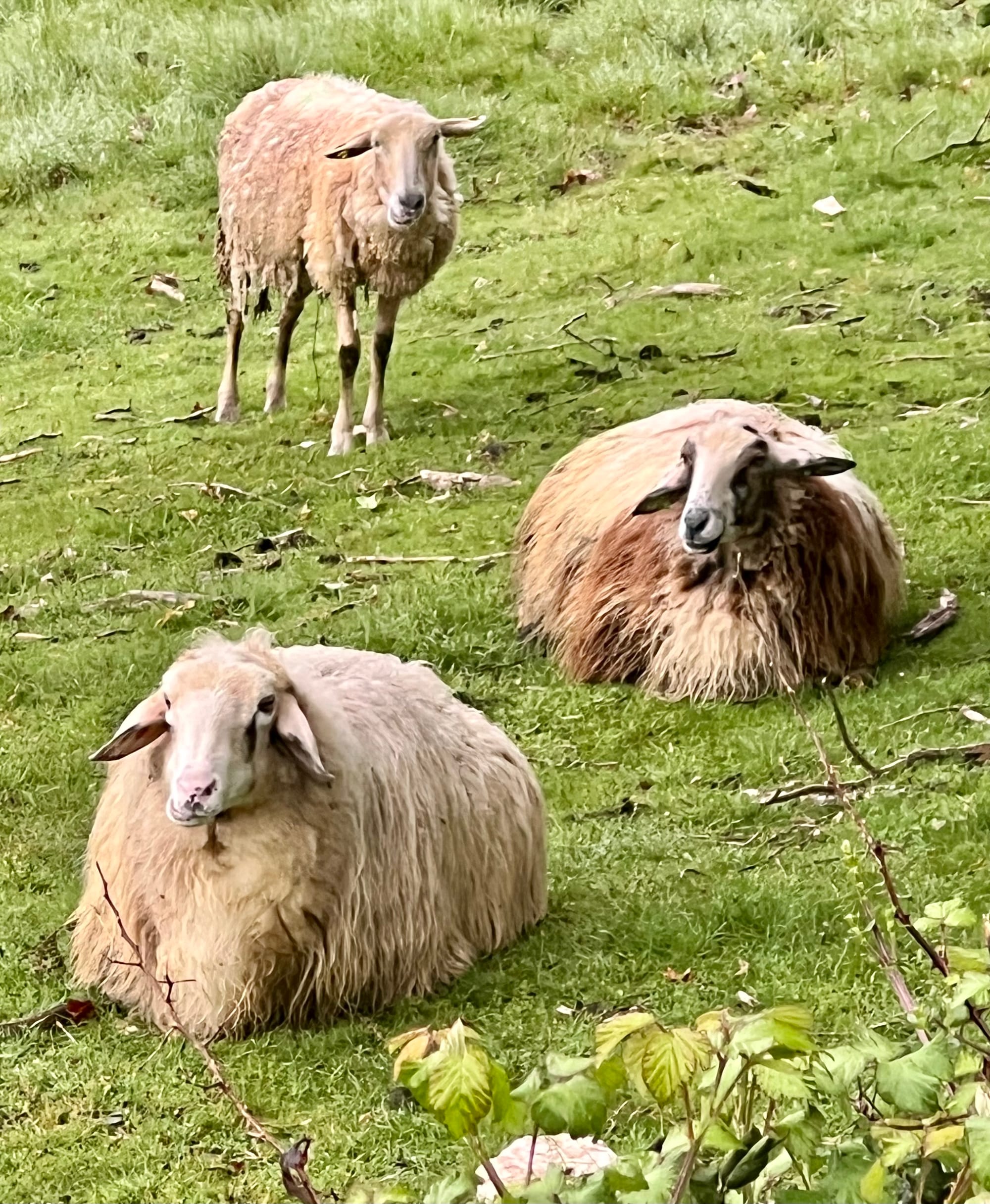 The animals…of course