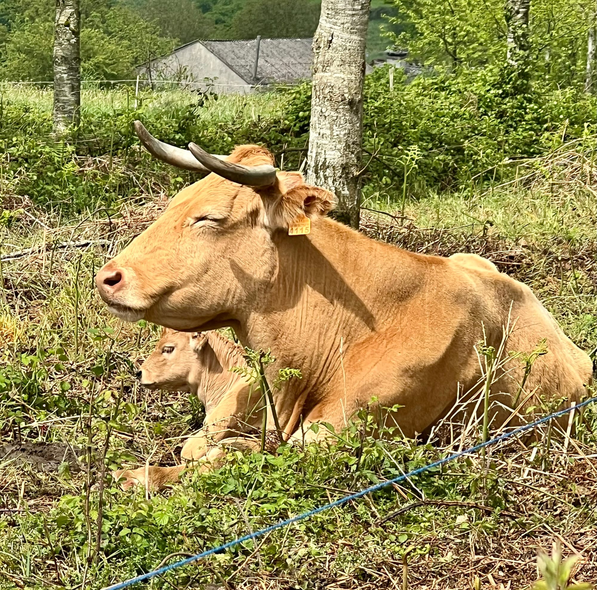 The animals…of course