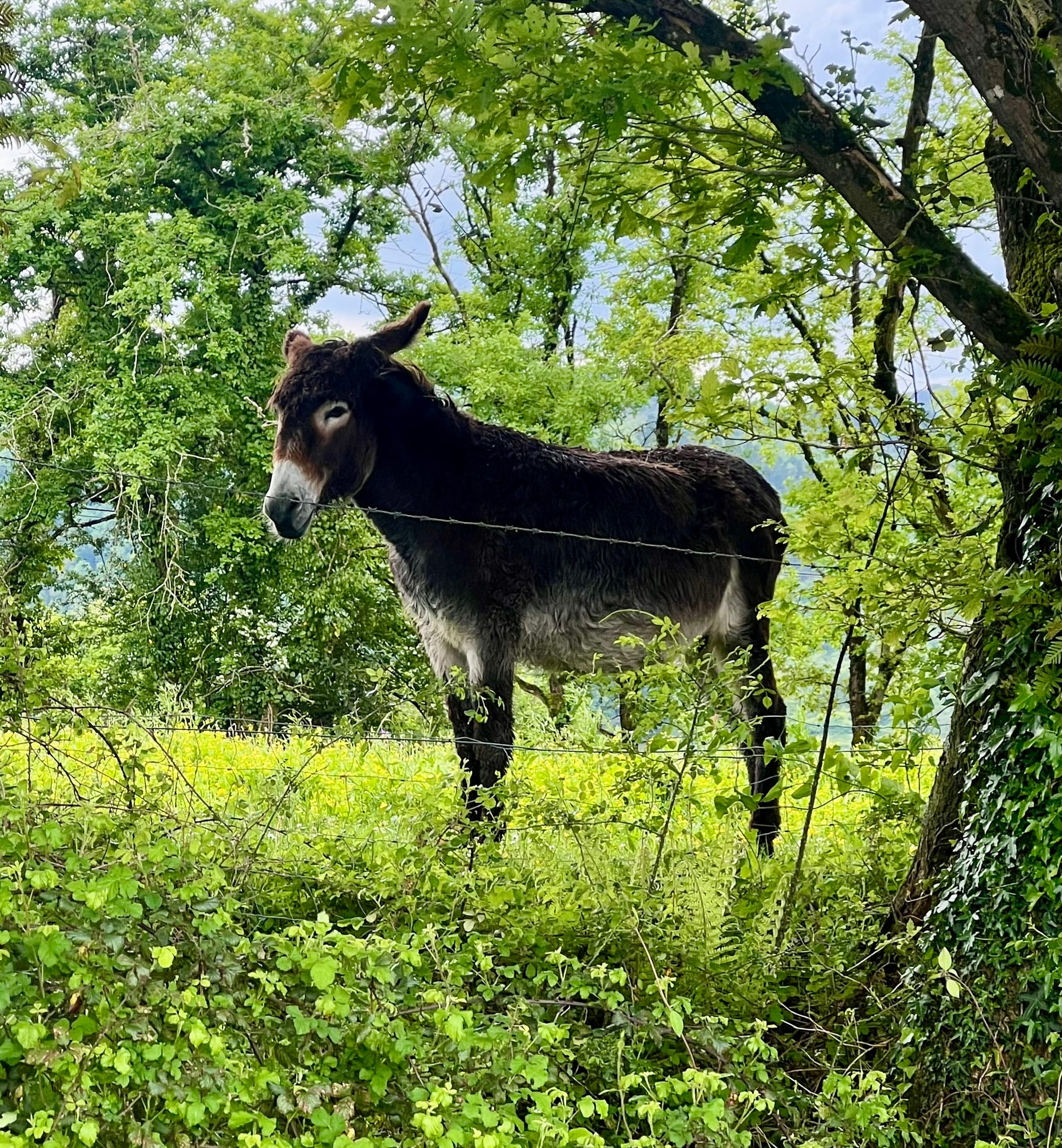 The animals…of course