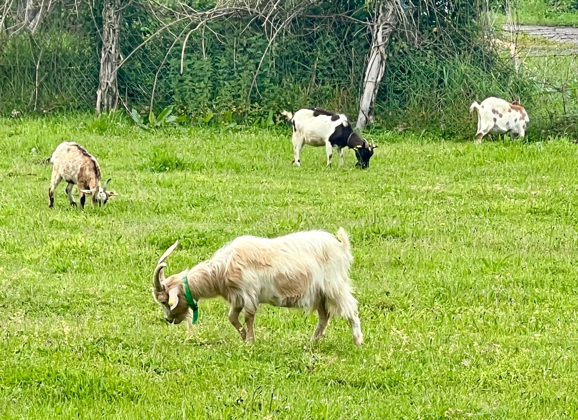 The animals…of course