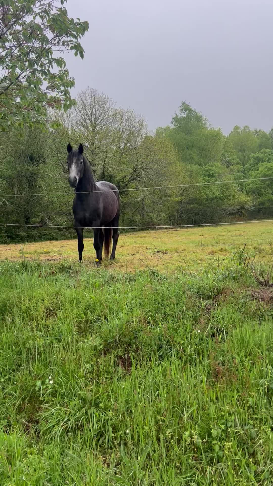 The animals…of course