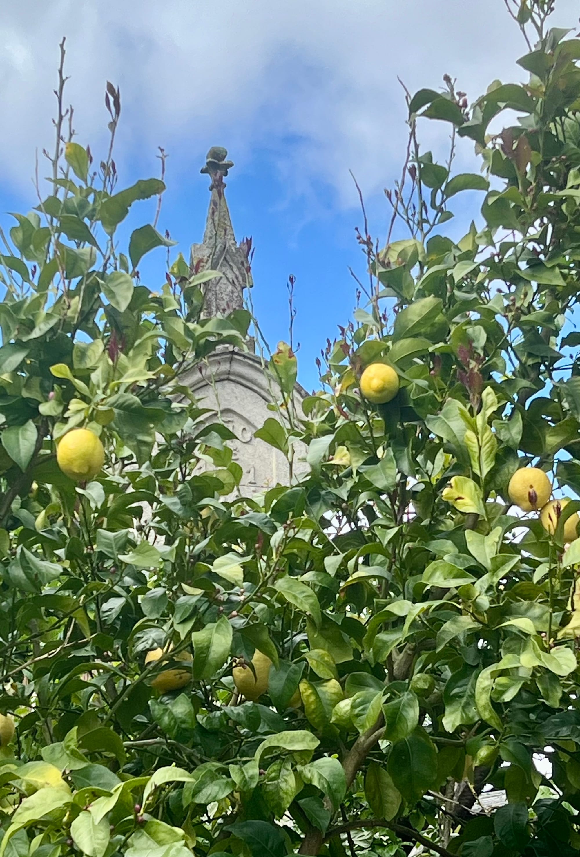 Beautiful flowers, vegetation, and even a lemon tree! 