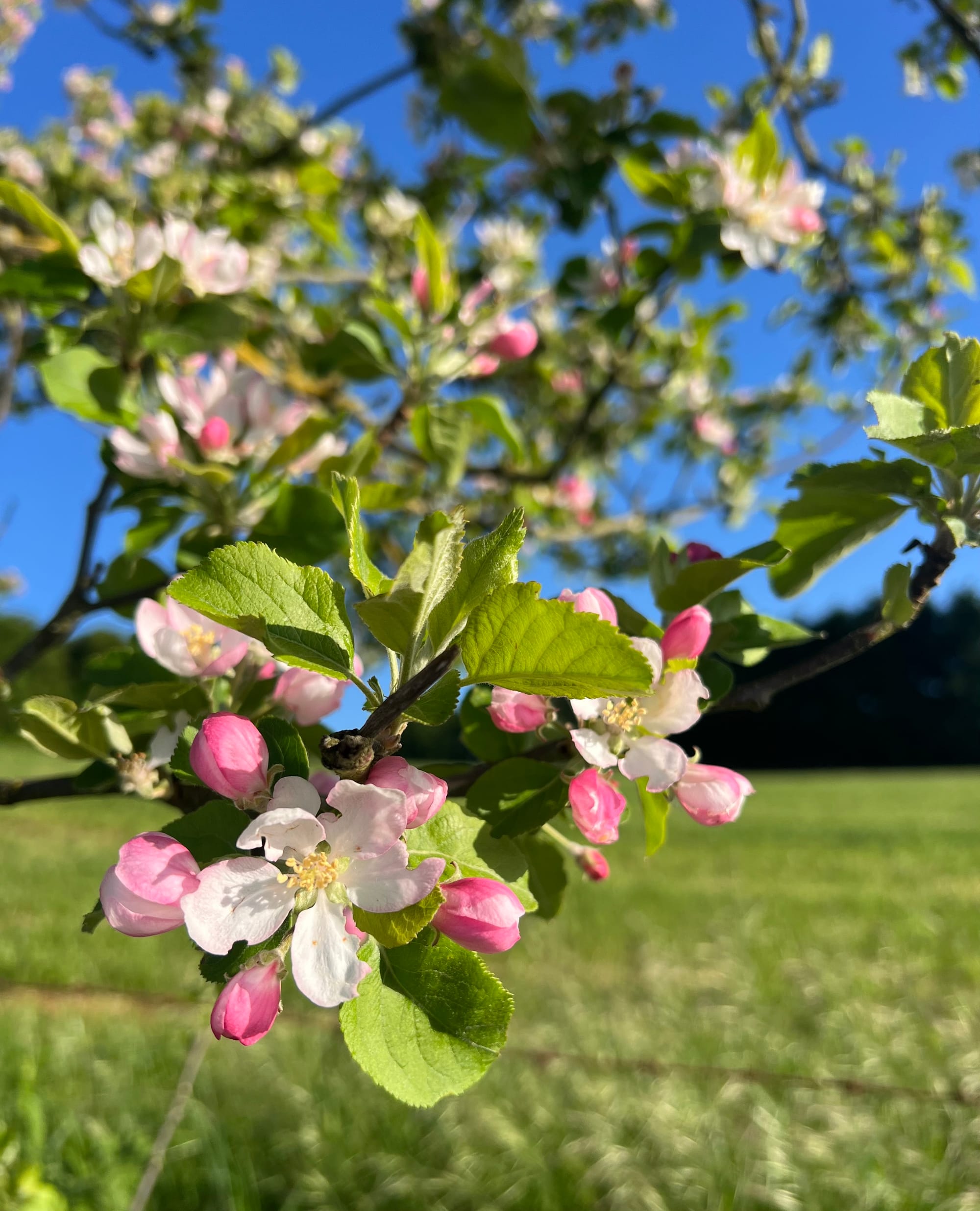 Beautiful flowers, vegetation, and even a lemon tree! 