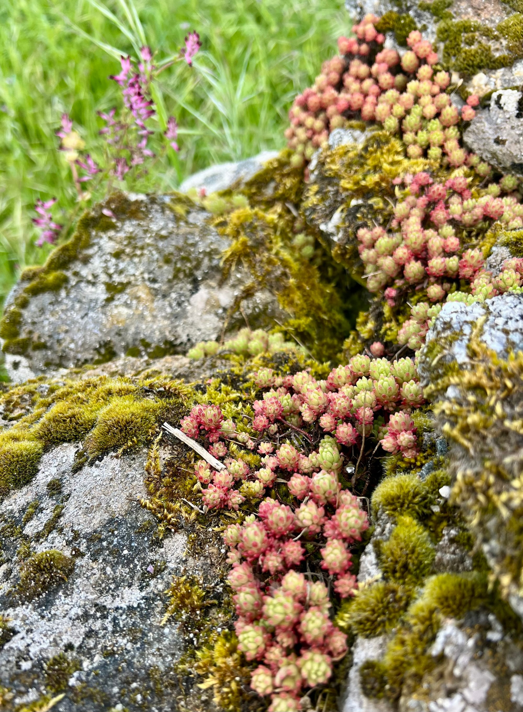 Beautiful flowers, vegetation, and even a lemon tree! 