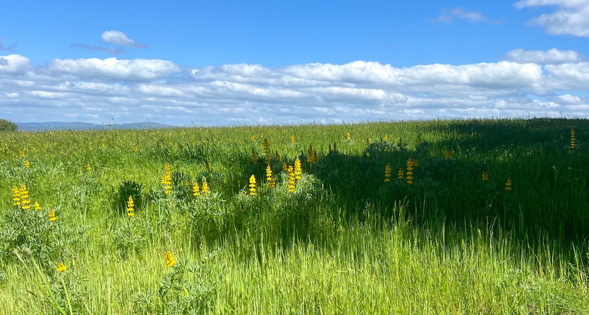 Beautiful flowers, vegetation, and even a lemon tree! 