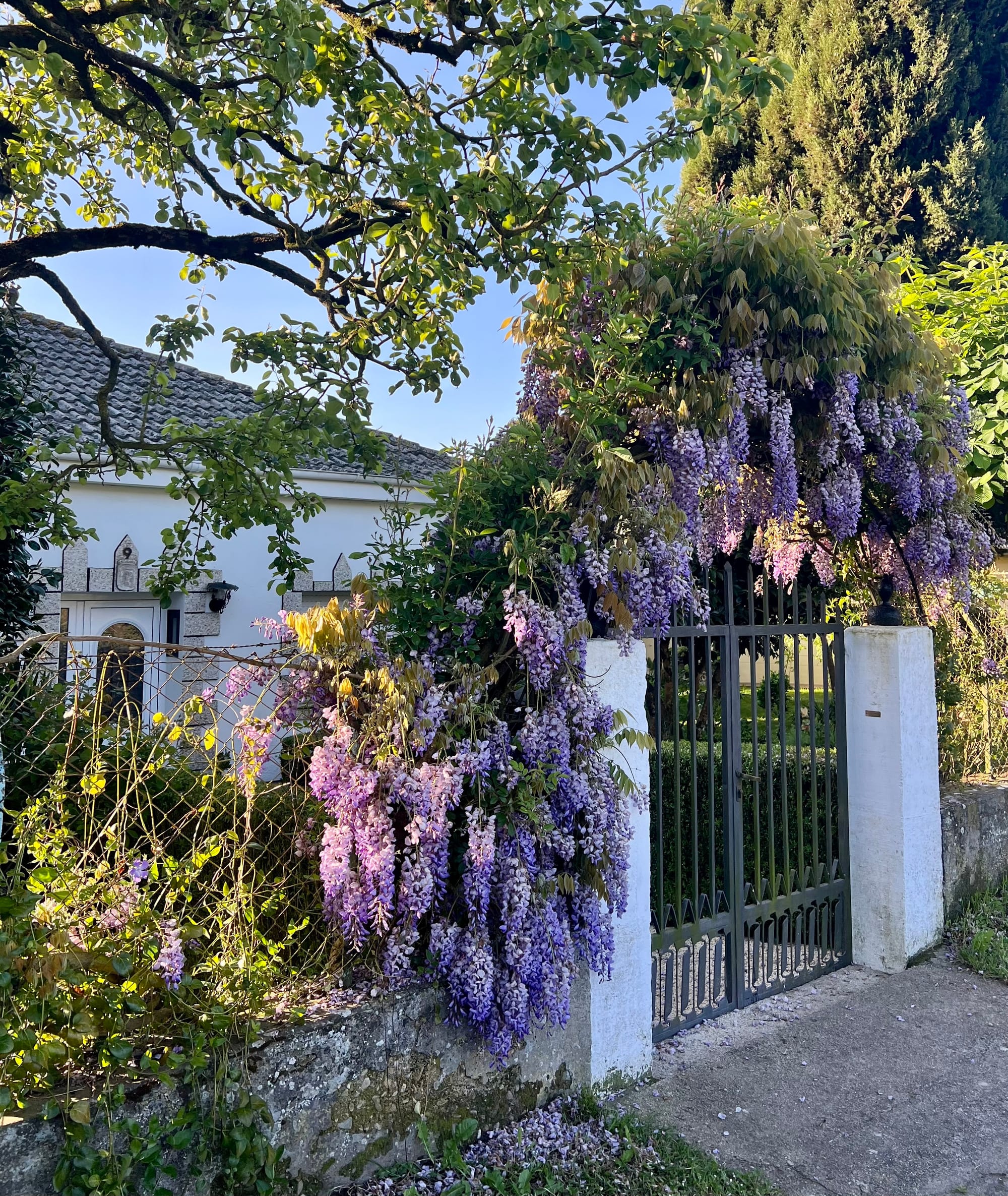 Beautiful flowers, vegetation, and even a lemon tree! 