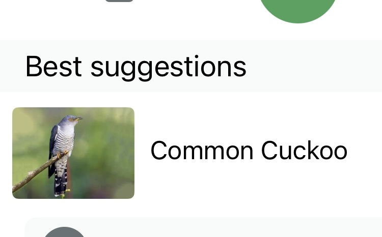 Sound up! Listen for the cuckoo bird! 