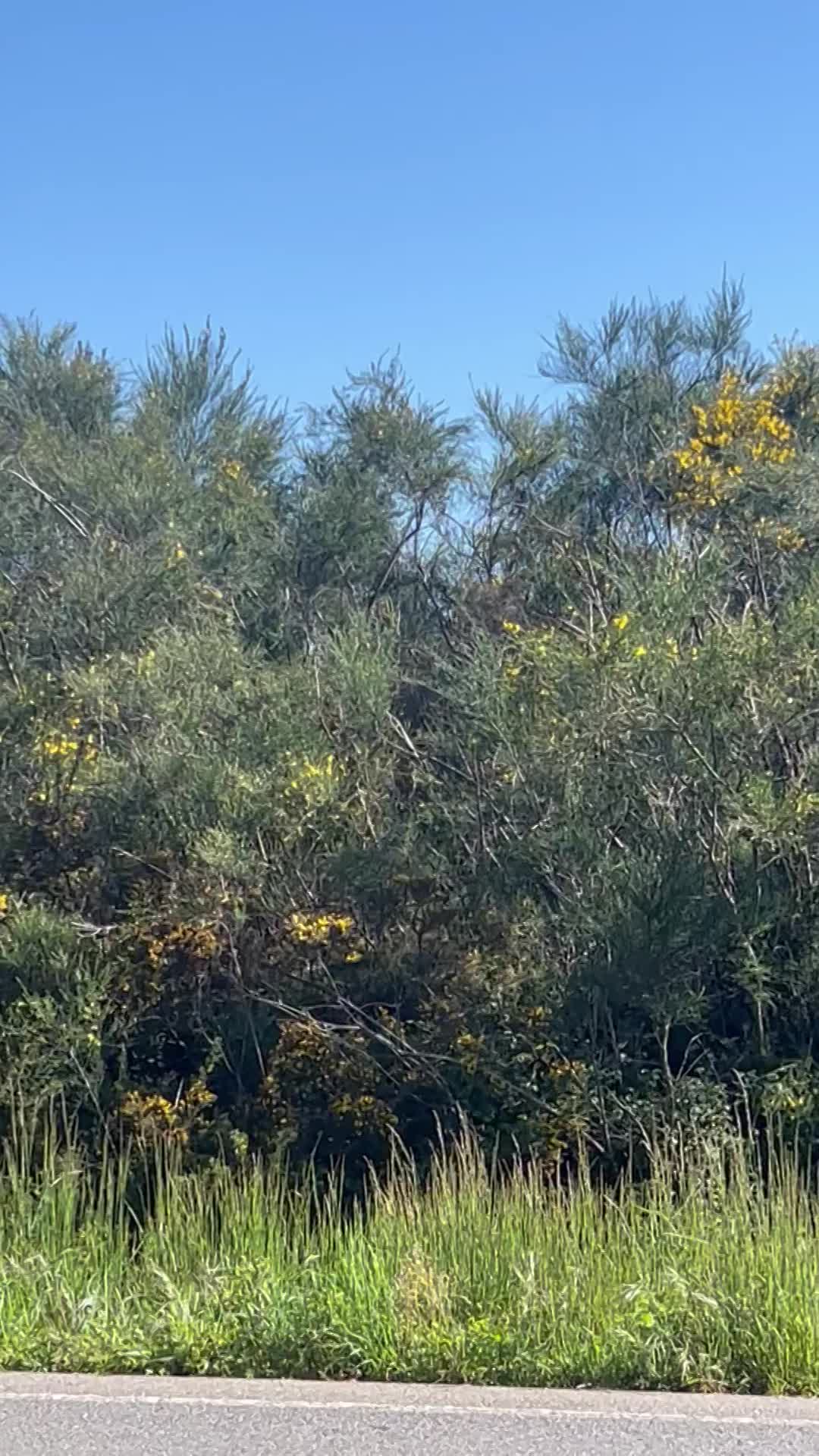 Sound up! Listen for the cuckoo bird! 