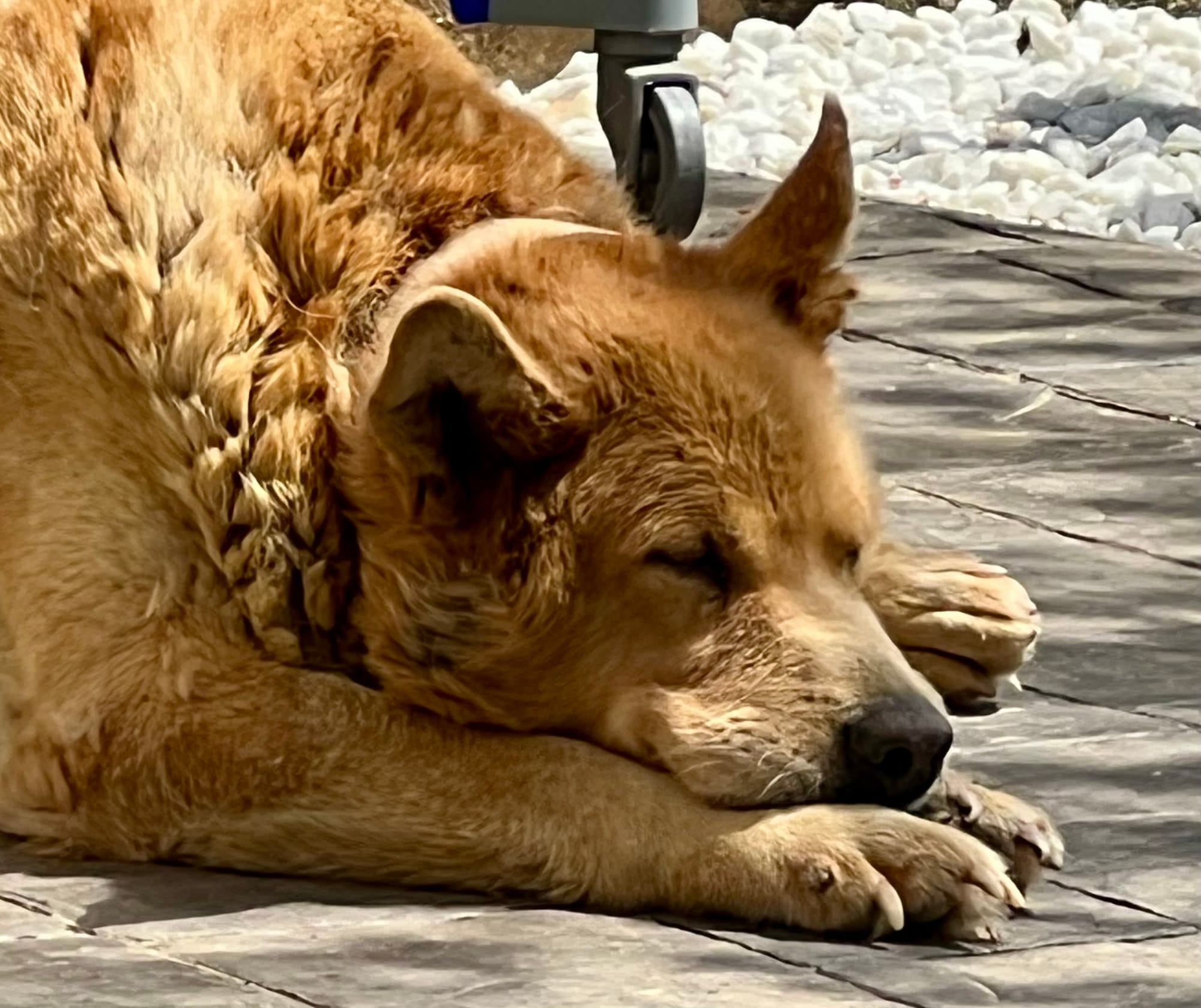 How I feel tonight!  Please pray for us as tomorrow will be a challenging day with over 18 miles to walk and our bodies are growing weary. 