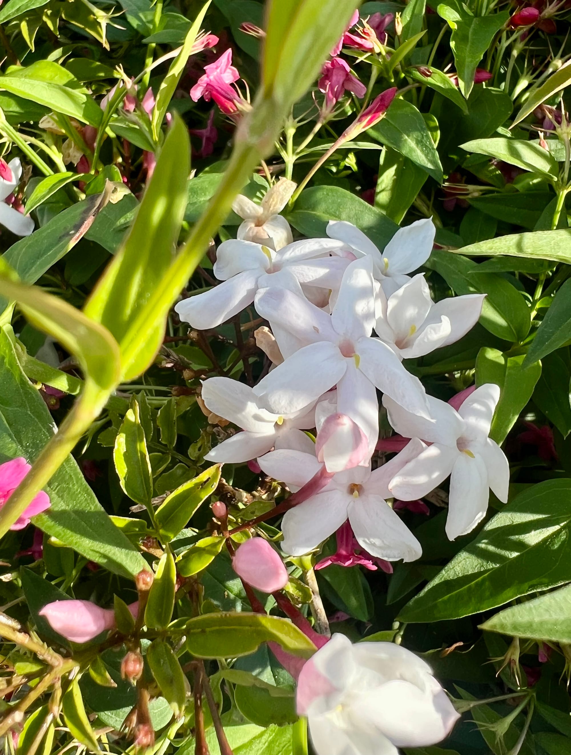 From Arzua to Amenal