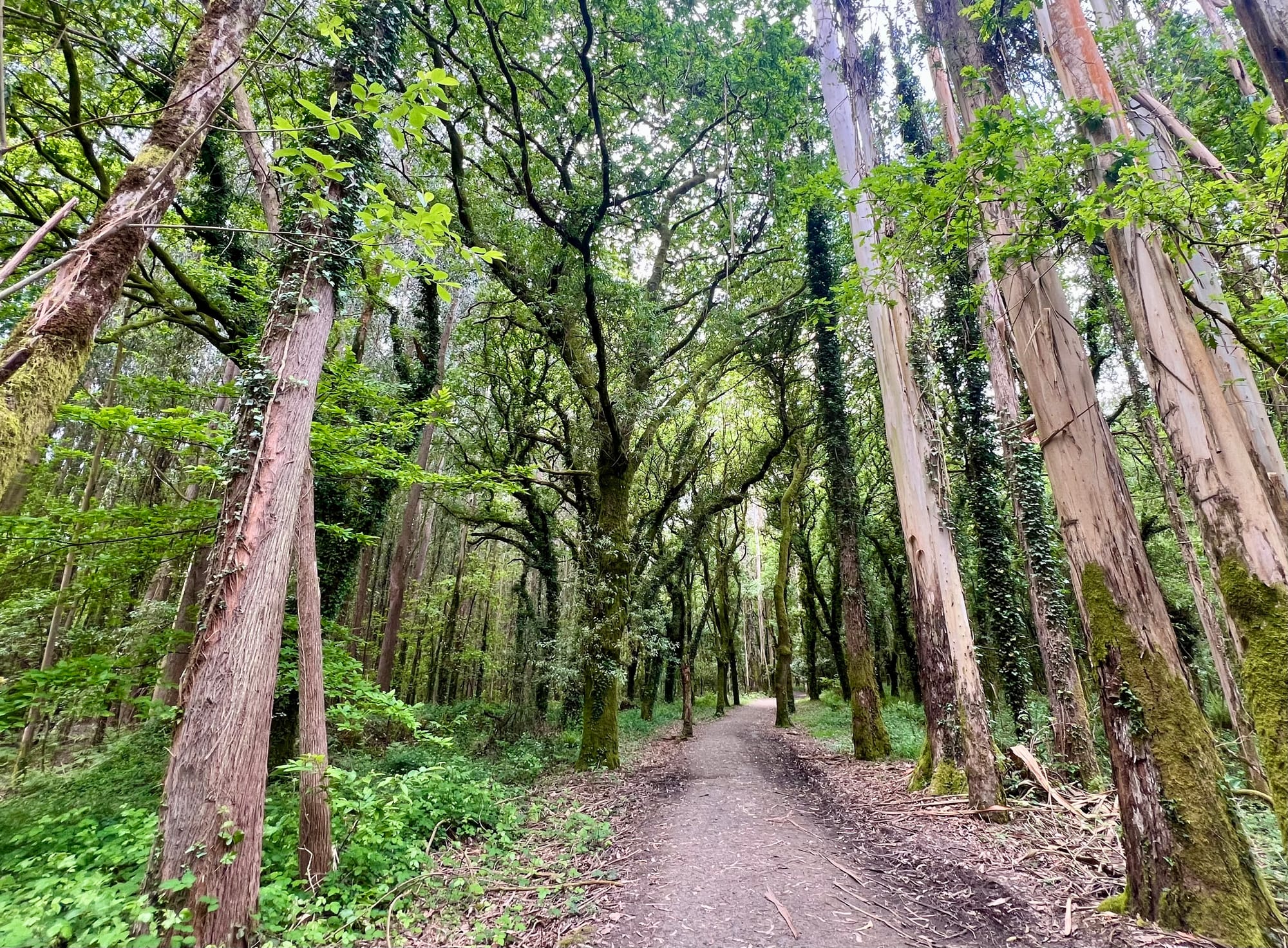 From Arzua to Amenal