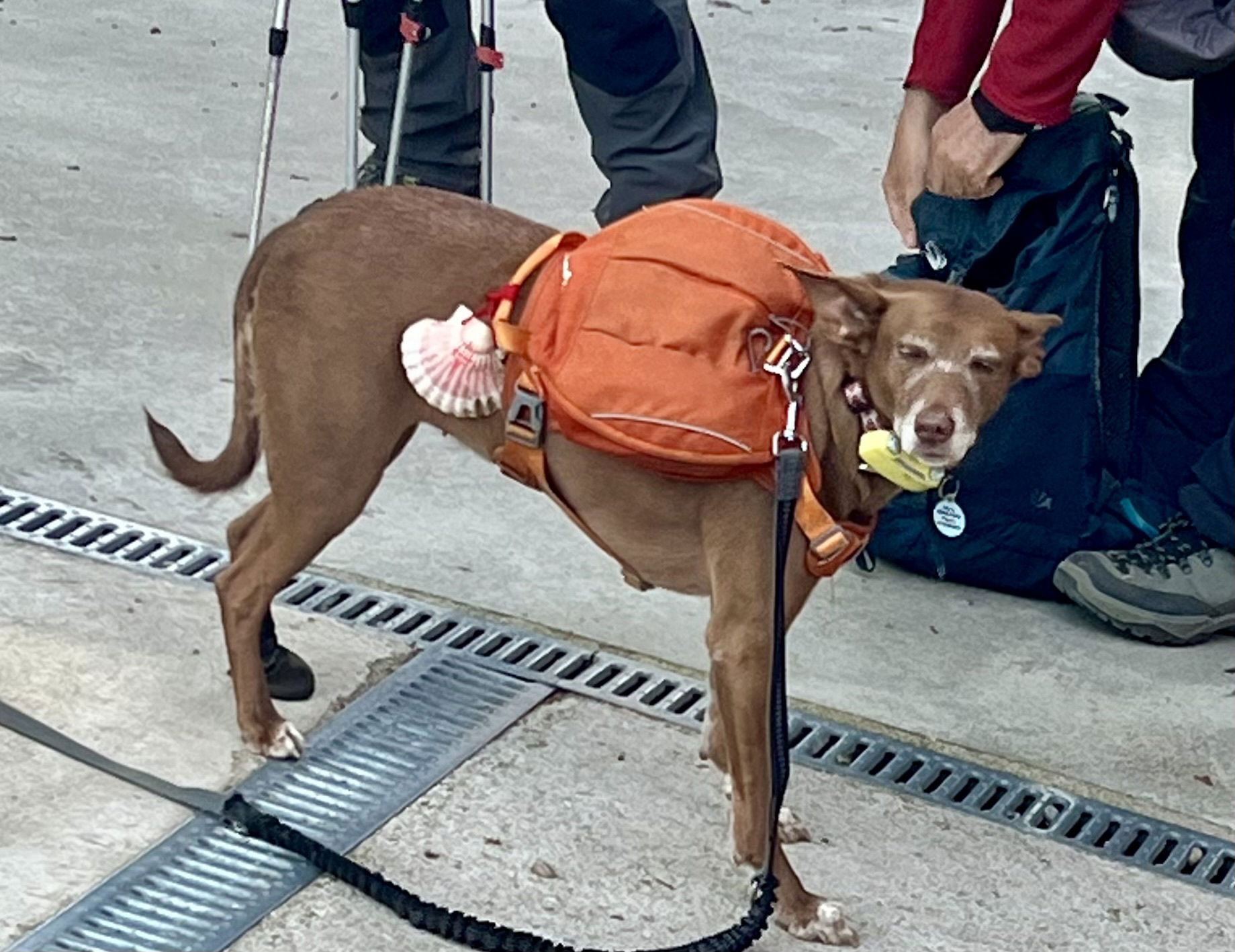 From Arzua to Amenal