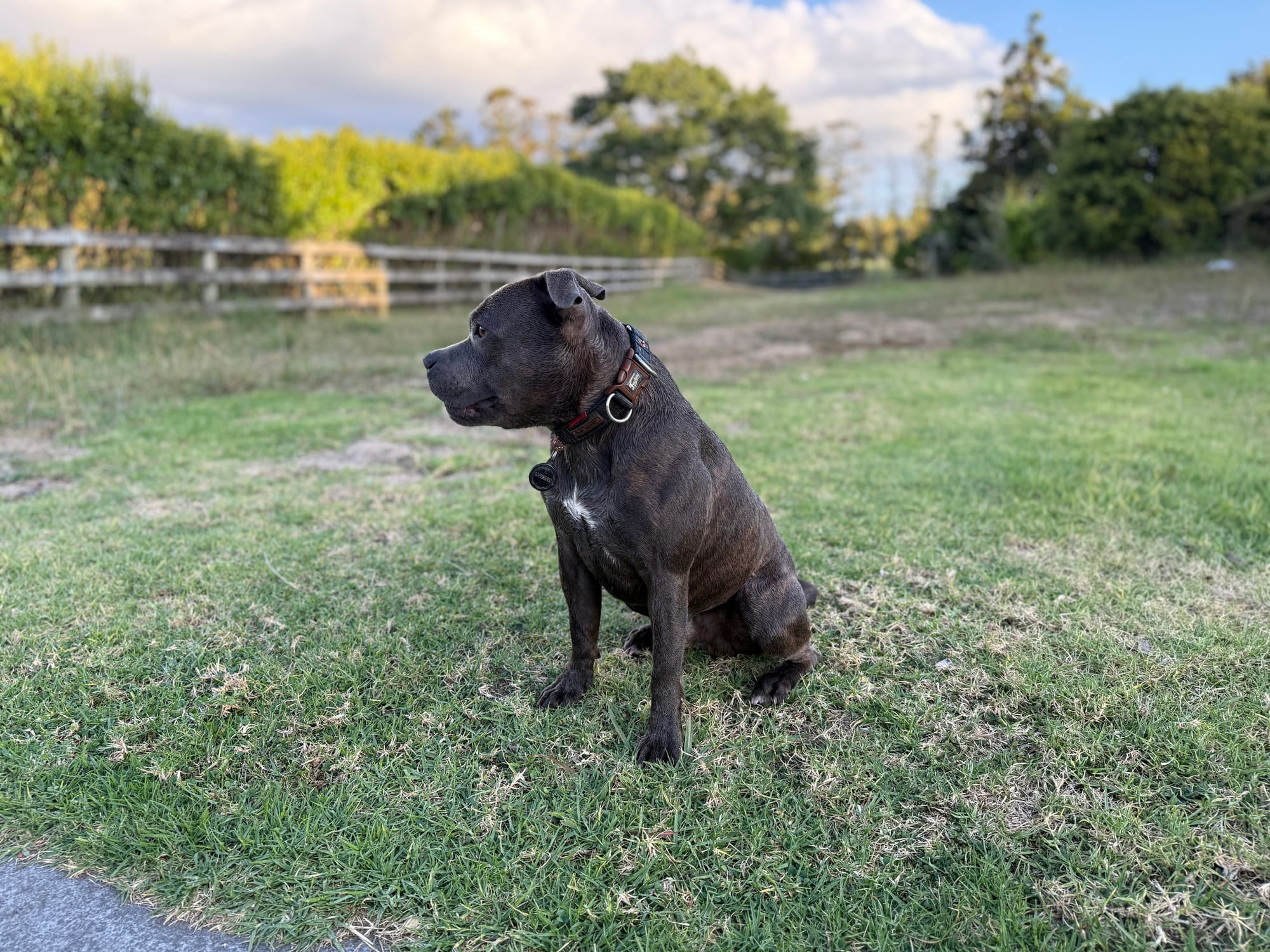 Introducing Trep: Our Premier Staffordshire Bull Terrier Stud Dog