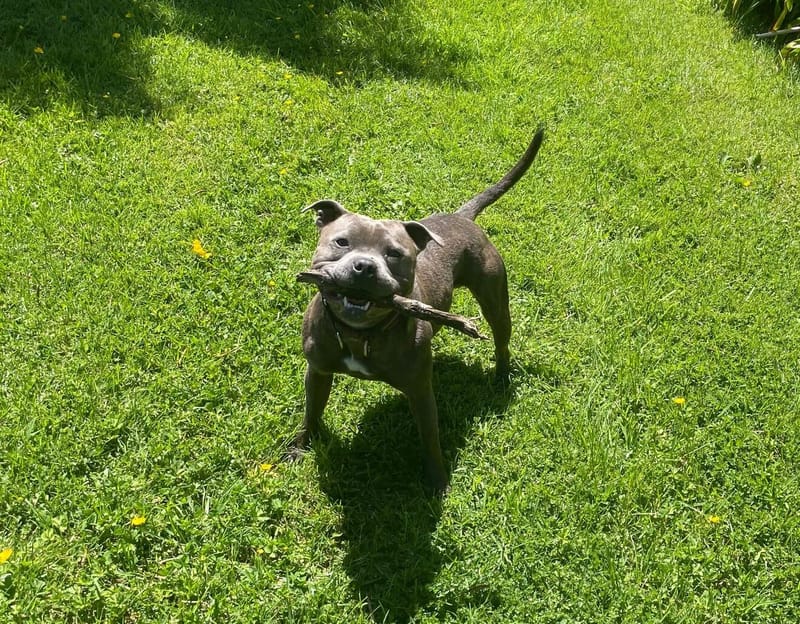 Introducing Trep: Our Premier Staffordshire Bull Terrier Stud Dog