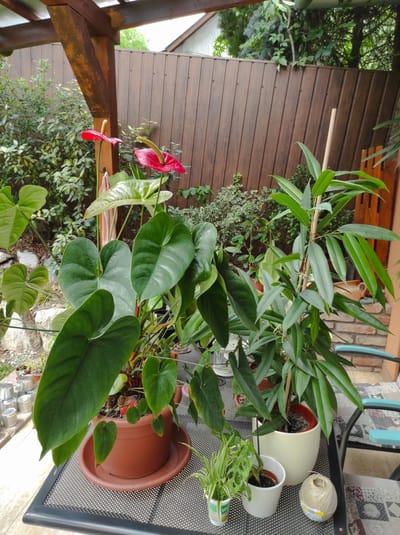 "Semmi nem az, aminek elsőre látszik. Avagy a pillanatképek illúziói."