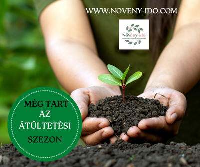 🌿 Még tart az átültetési szezon – és még vállalok munkát!