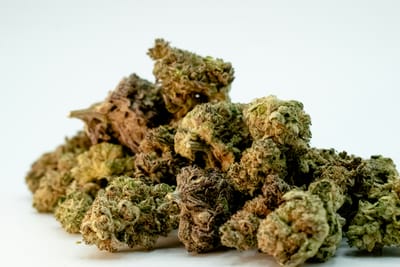 The Benefits of Buying Popcorn Buds in Bulk