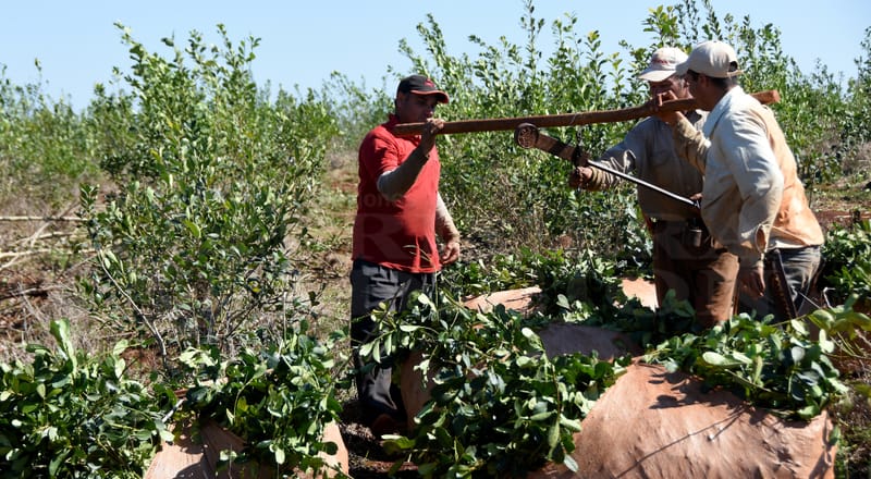 Misiones; Yerbateros se reunirán el próximo jueves con el Gobierno y la Iglesia Católica  