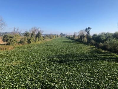 Mini-curso 3: Aplicação de deteção remota na monitorização de plantas invasoras aquáticas