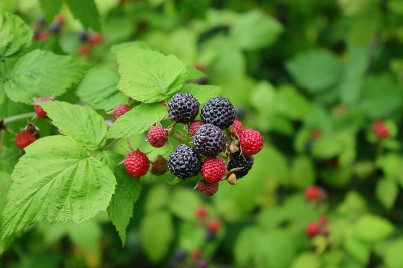 Black Raspberry picking