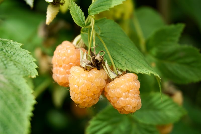 Anne yellow raspberries