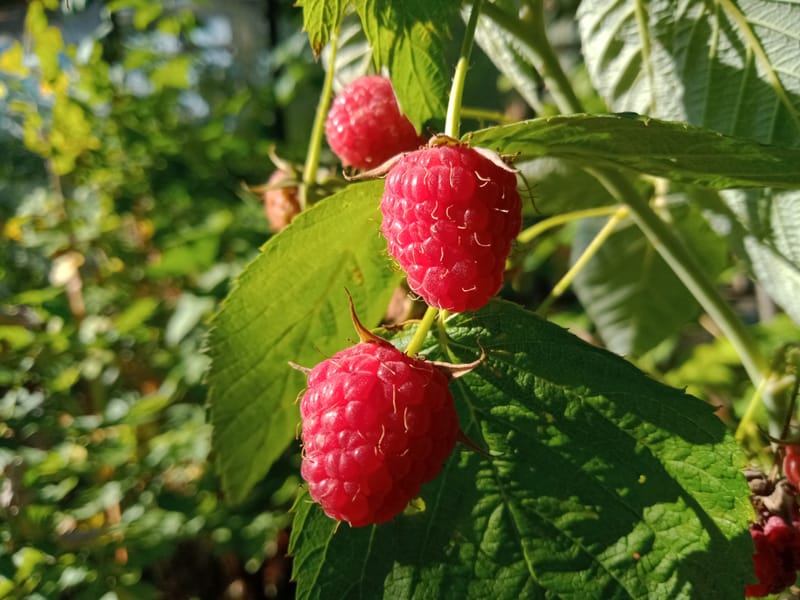 Himbo Top red raspberries