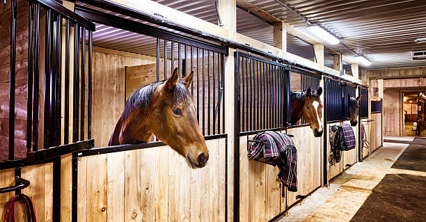 Transport International de Chevaux