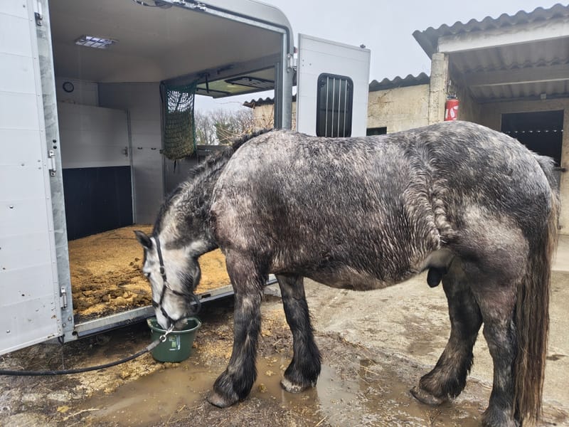 Transport de chevaux lourds – Expertise & excellence