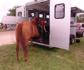 Van 3 places à domicile – Simplifiez le transport de vos chevaux dès aujourd’hui