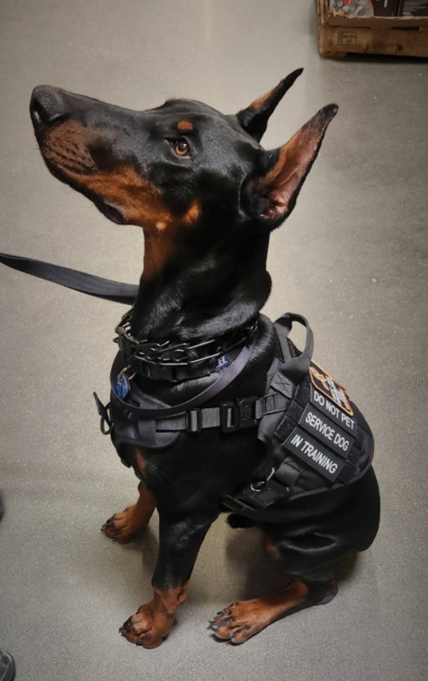 Why a Service Dog Became Part of the Plan