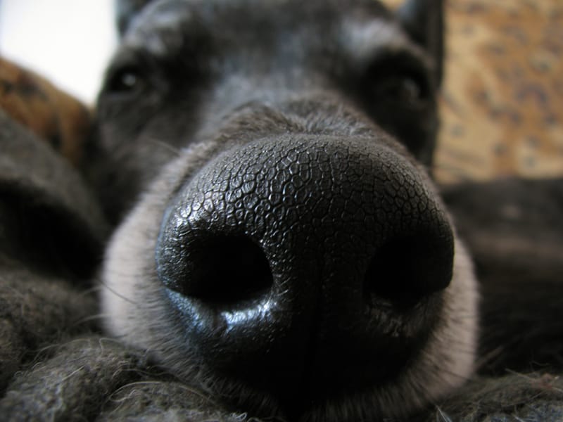 The 4 A.M. Alarm Clock With Four Paws