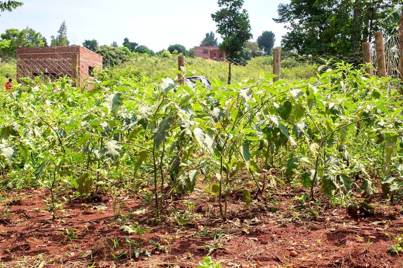 AGRICULTURE
