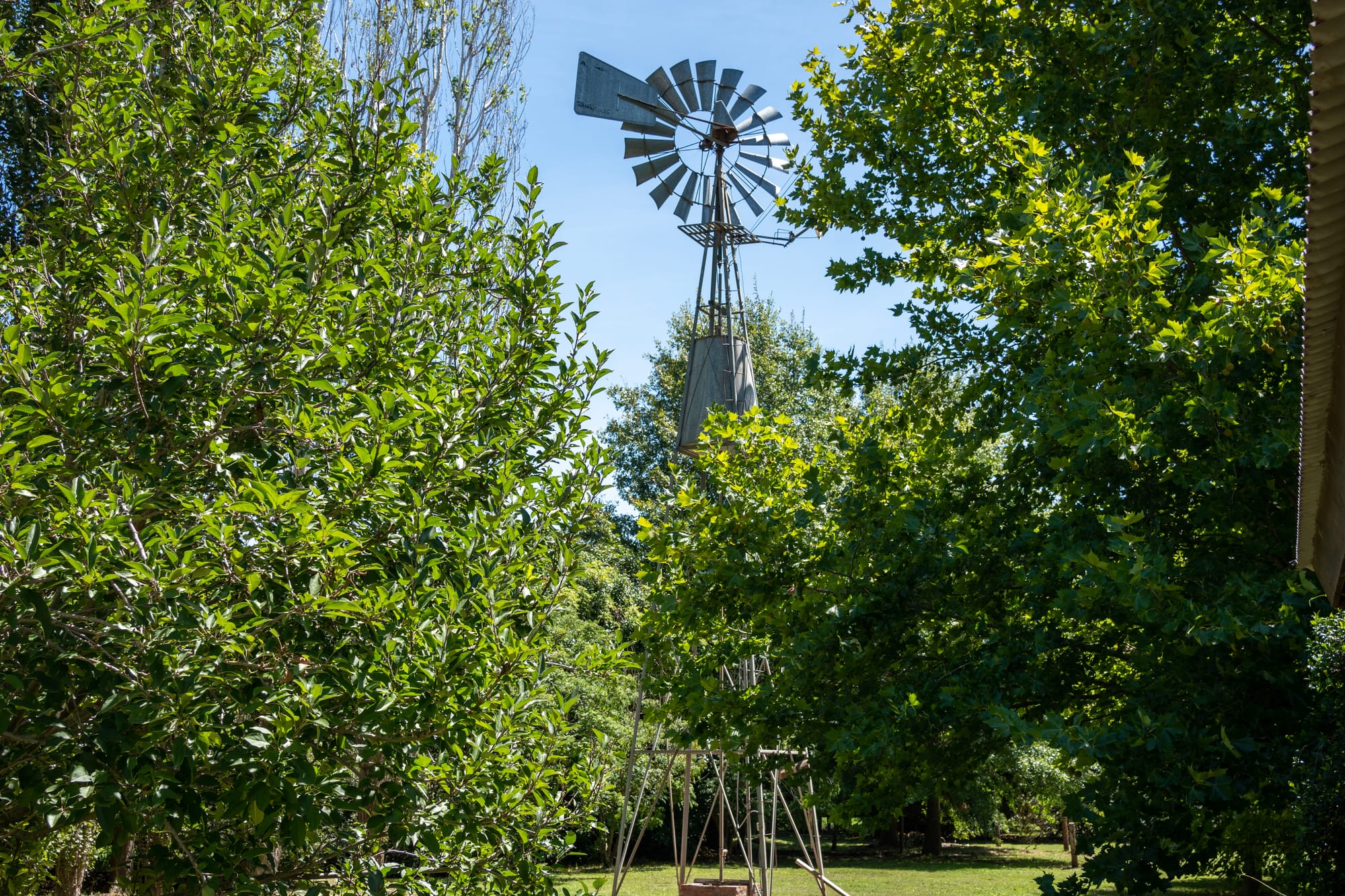Molino