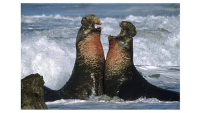 Different Voices Discussion Starter No. 2: Politics