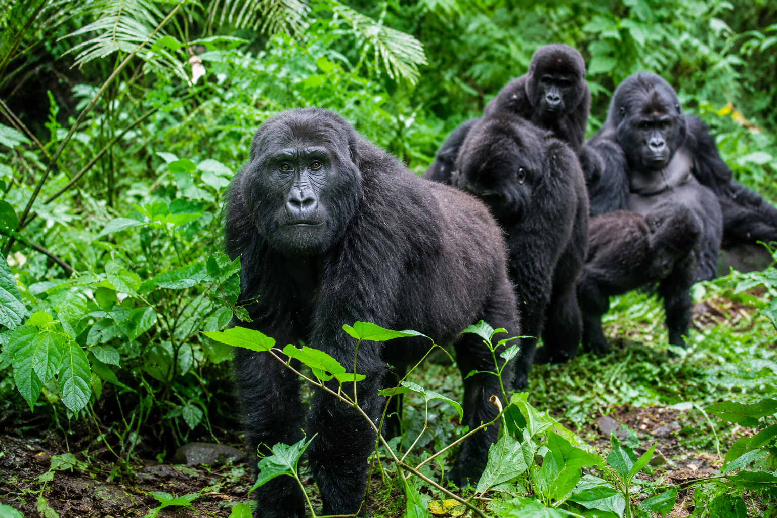 Rwanda