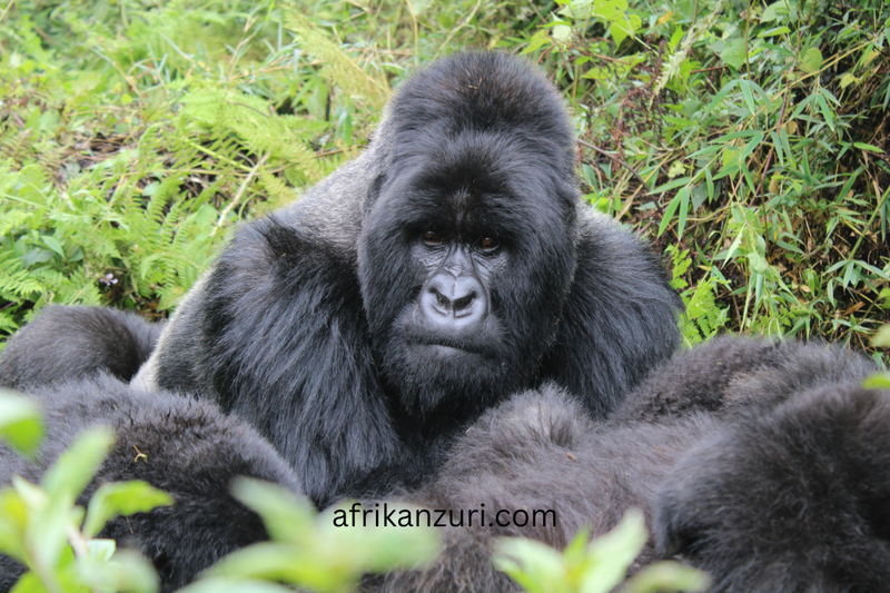 Gorilla Trekking &amp; Primate Experiences