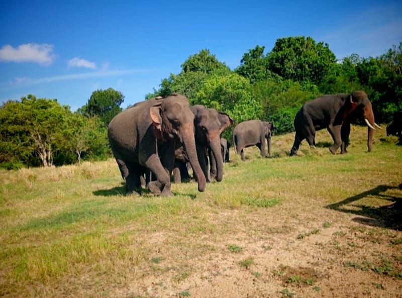 Jeep Safari to Kaudulla National Park