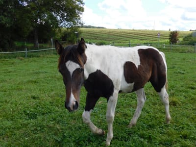 Ipman -Inferno Verkaufspferd