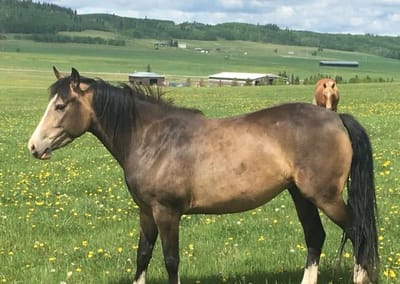 Kamson Maiden Whisper