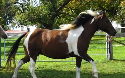 Gypsy Queen (Queeny)