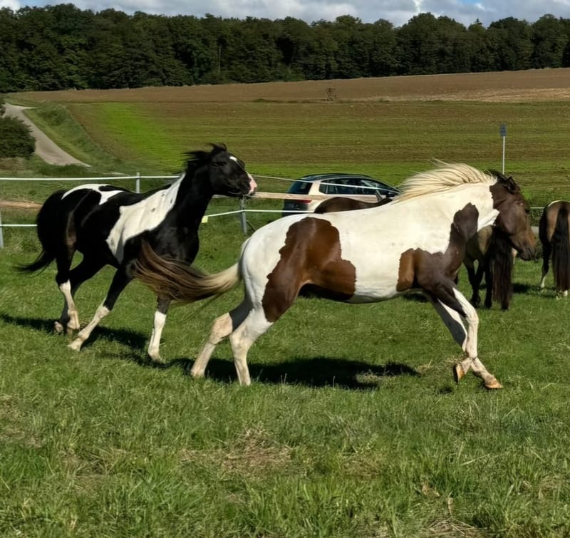 Import von Mustangs