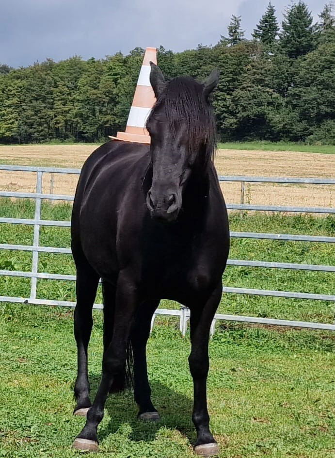 Lass dein Fohlen stehen