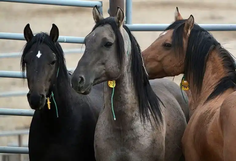 Der Amerikanische Kiger Mustang