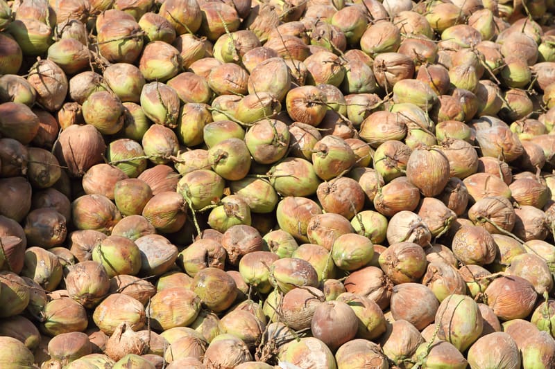 Bulk Coconut Supply
