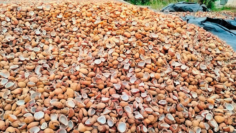 Coconut Copra