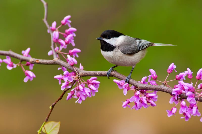 Effects on Wildlife