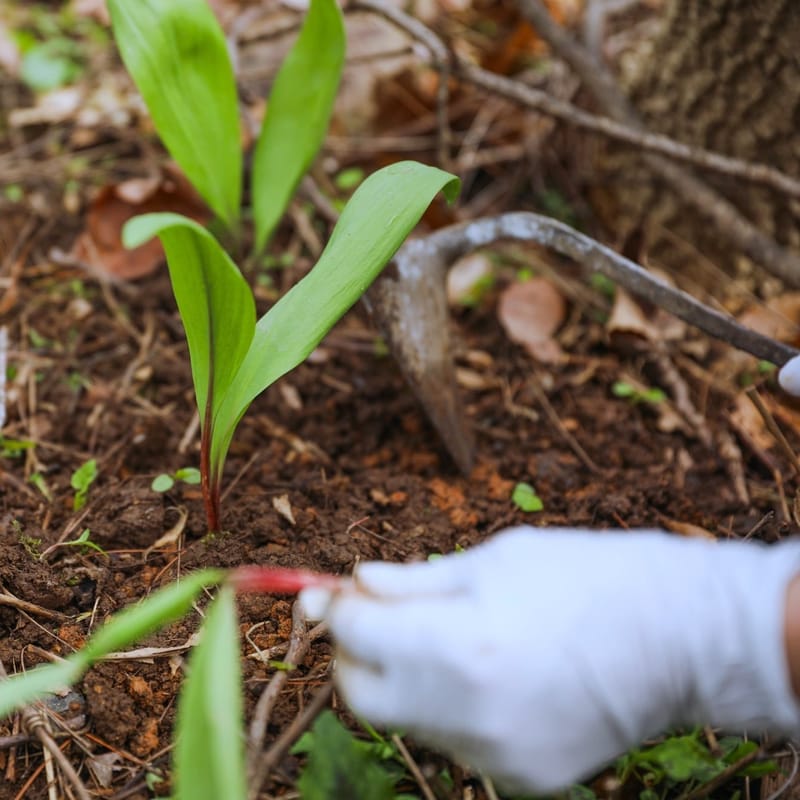 Therapeutic Gardening